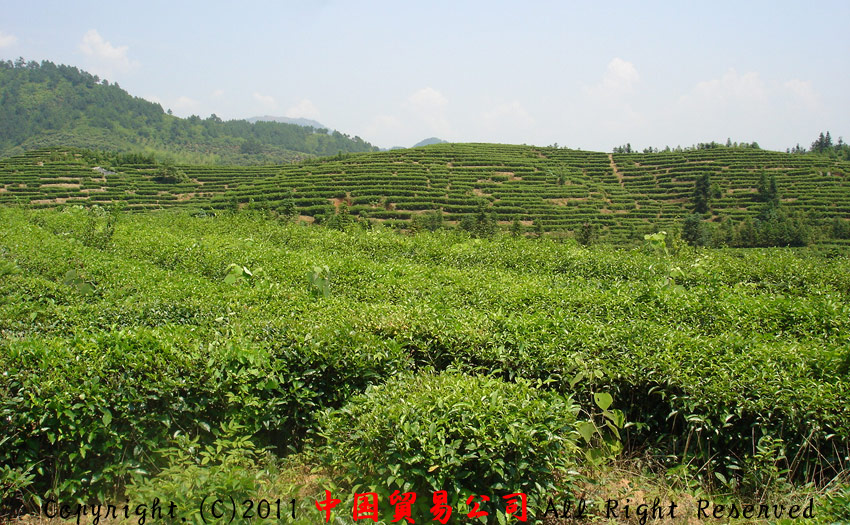 中国緑茶生産基地